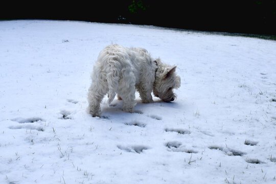 West Highland White Terrier. The backside of a cute dog snipping on white snow in a winter garden in the UK.