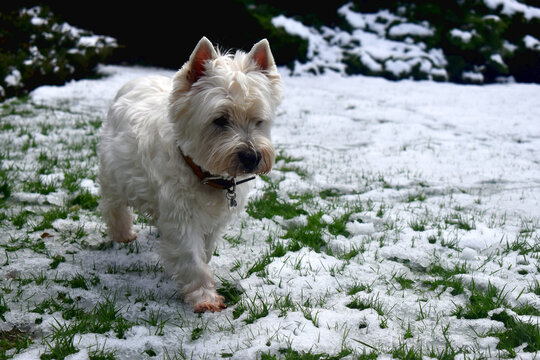 A cute dog walks on a white snow-covered green gasses field in the garden. West Highland White Terrier.