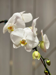 white phalaenopsis orchid flowers
