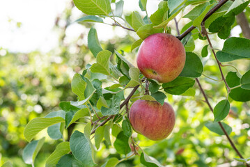 Fresh ripe red apples in tree during harvest season