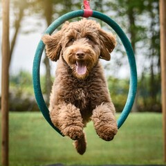 Ein brauner Labradoodle springt durch einen Reifen und streckt dabei die Zunge raus