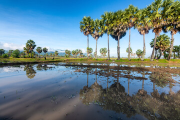 Ta Pa rice fields are beautiful in the morning, interspersed with beautiful and peaceful jaggery...