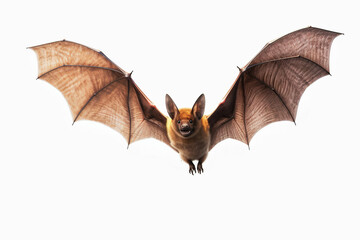 bat isolated on white background,A photo realistic image of a bat in flight