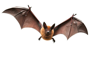 bat isolated on white background,A photo realistic image of a bat in flight