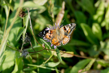 Painted Lady (Vanessa cardui) butterfly perched on a pink flower in Zurich, Switzerland