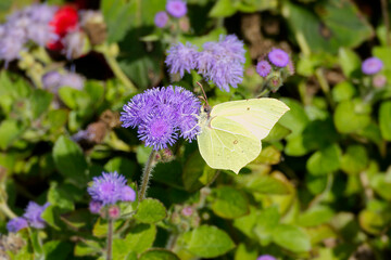 Common brimstone butterfly (Gonepteryx rhamni) sitting on violet flower in Zurich, Switzerland