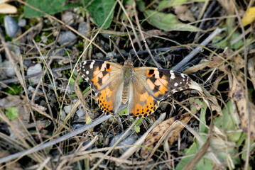 Painted Lady (Vanessa cardui) butterfly sitting in a field in Zurich, Switzerland