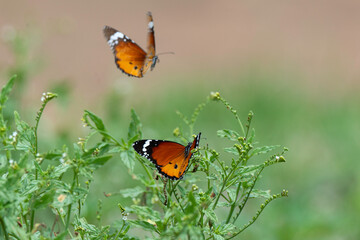 Petite tortue, Aglais urticae