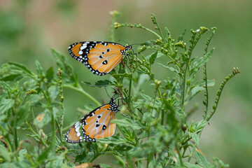 Petite tortue, Aglais urticae