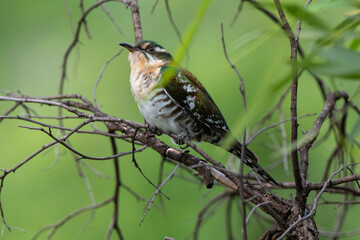 Coucou didric,.Chrysococcyx caprius, Diederik Cuckoo