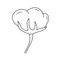 Vector illustration of cotton plant.