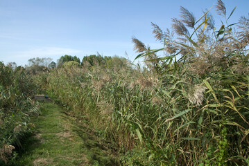 Typha latifolia, Massette, Station biologique des eaux usées.,Honfleur, 14, Calvados, France