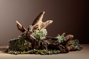Abstract north nature scene with a composition of lichen and dry snags.