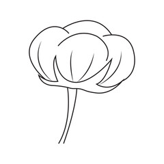 Vector illustration of cotton plant.