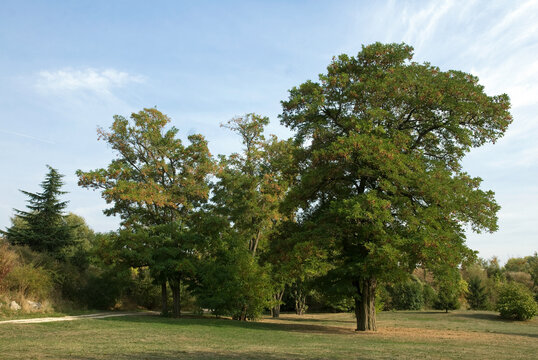 Robinia pseudacacia , Robinier