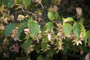 Carpinus betulus, Charme