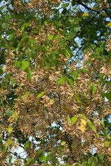 Carpinus betulus, Charme