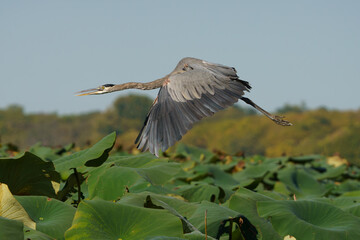Great Blue Heron launching into flight from side of lake. Fishers, Indiana. 