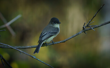 Fototapeta premium Eastern Phoebe perched on branch next to creek, Fishers Indiana, Summer.