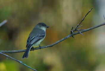 Eastern Phoebe perched on branch next to creek, Fishers Indiana, Summer.