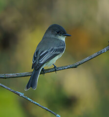 Eastern Phoebe perched on branch next to creek, Fishers Indiana, Summer.