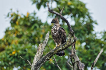 Crested Hawk Eagle sitting on the trunk of a tree at Bandipur Tiger Reserve, Karnataka India