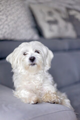Cute white puppy, Maltese dog breed, sitting at home, happy and healthy dog