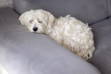 Cute white puppy, Maltese dog breed, sitting at home, happy and healthy dog