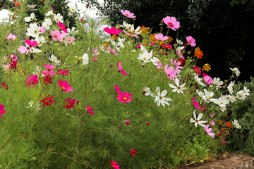 Flowers with petals of different colors