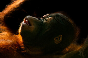 a baby bornean orangutan, pongo pygmaeus, making funny and cute facial expression