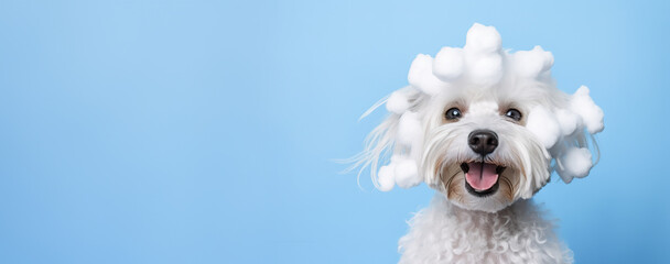 Fototapety  banner smiling wet puppy dog taking bath with soap bubble foam on head , Just washed cute dog on blue background, goods for treatment for domestic pets, grooming salon, copyspace.