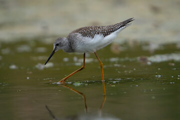 Sandpiper on the shore of a lake in morning light. summer in Fishers, Indiana.