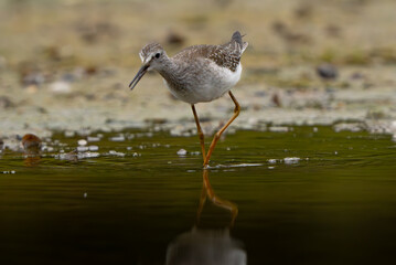 Sandpiper on the shore of a lake in morning light. summer in Fishers, Indiana.