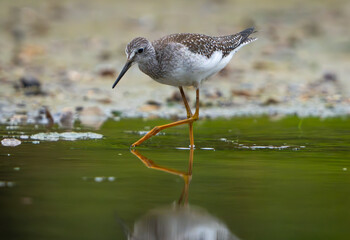 Sandpiper on the shore of a lake in morning light. summer in Fishers, Indiana.
