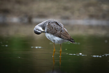 Sandpiper on the shore of a lake in morning light. summer in Fishers, Indiana.