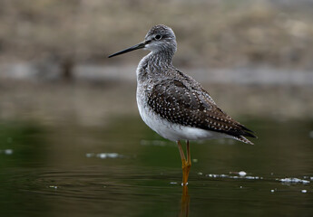 Sandpiper on the shore of a lake in morning light. summer in Fishers, Indiana.