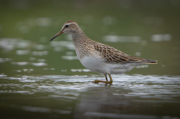 Sandpiper on the shore of a lake in morning light. summer in Fishers, Indiana.