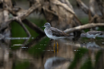 Sandpiper on the shore of a lake in morning light. summer in Fishers, Indiana.