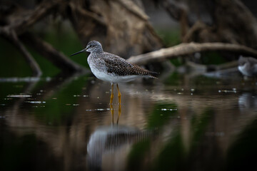 Sandpiper on the shore of a lake in morning light. summer in Fishers, Indiana.