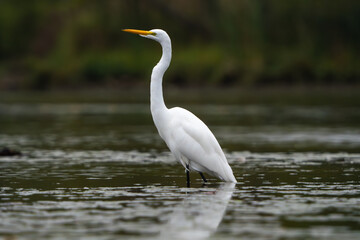Great White Egret scouring and stalking lake for fish in the morning light, Fishers, Indiana, Summer. 