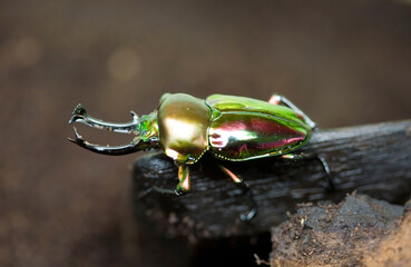 Rainbow horned beetle ( Stag Beetle), Phalacrognathus muelleri.Male