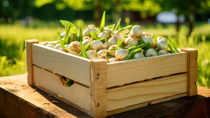 many fresh garlic in wooden boxes. Farmers market.