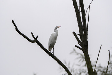 Great White Egret scouring and stalking lake for fish in the morning light, Fishers, Indiana, Summer. 