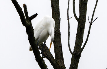Great White Egret scouring and stalking lake for fish in the morning light, Fishers, Indiana,...