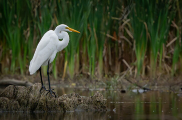 Great White Egret scouring and stalking lake for fish in the morning light, Fishers, Indiana, Summer. 