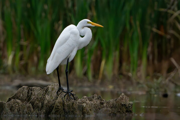 Great White Egret scouring and stalking lake for fish in the morning light, Fishers, Indiana, Summer. 