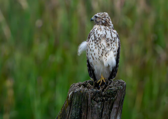 Red Tailed Hawk perched on log in field, scanning for prey in morning light. Summer, Fishers, Indiana. 
