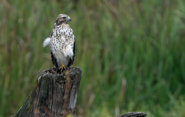 Red Tailed Hawk perched on log in field, scanning for prey in morning light. Summer, Fishers, Indiana. 