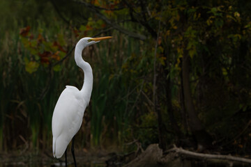 Great White Egret scouring and stalking lake for fish in the morning light, Fishers, Indiana, Summer. 
