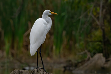 Great White Egret scouring and stalking lake for fish in the morning light, Fishers, Indiana, Summer. 